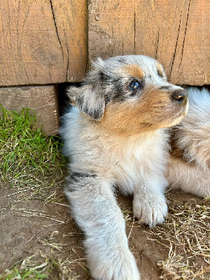 Les chiots de Berger Australien