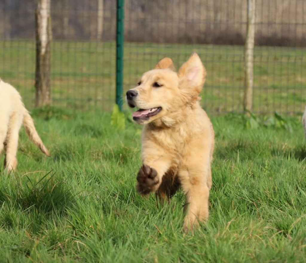 CHIOT 3 - Golden Retriever