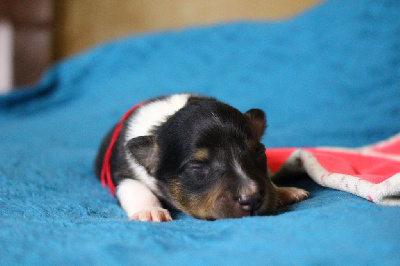 Les chiots de Shetland Sheepdog