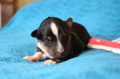 Les chiots de Shetland Sheepdog