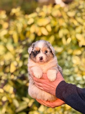Les chiots de Berger Australien
