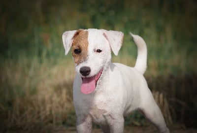 Les chiots de Parson Russell Terrier