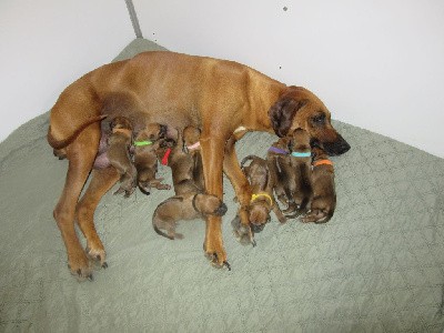 Rhodesian Ridgeback