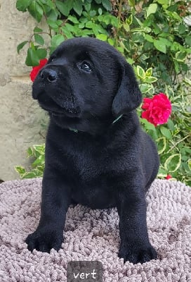 Les chiots de Labrador Retriever