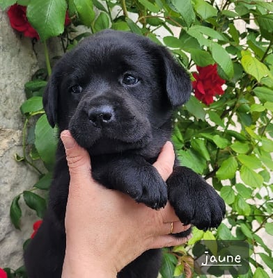 Les chiots de Labrador Retriever