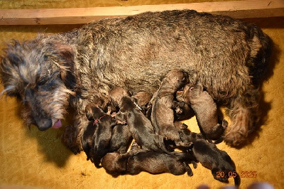 Les chiots de Teckel poil dur