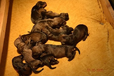 Les chiots de Teckel poil dur