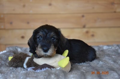 Les chiots de Teckel poil dur