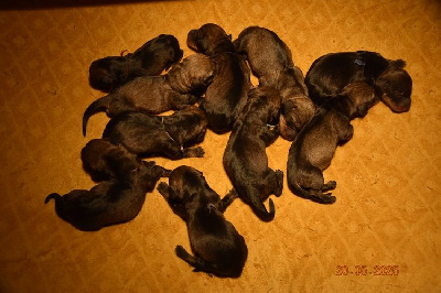 Les chiots de Teckel poil dur
