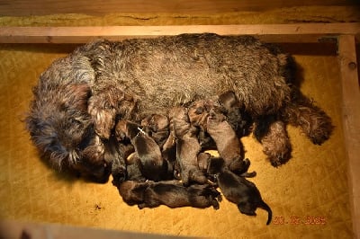 Les chiots de Teckel poil dur