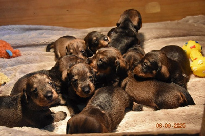 Les chiots de Teckel poil dur