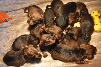 Les chiots de Teckel poil dur