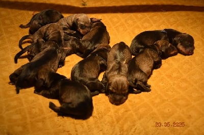 Les chiots de Teckel poil dur