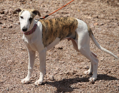 Les chiots de Whippet