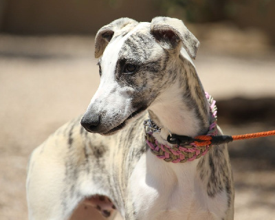 Les chiots de Whippet
