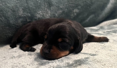 Les chiots de Teckel poil ras