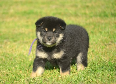 Les chiots de Shiba