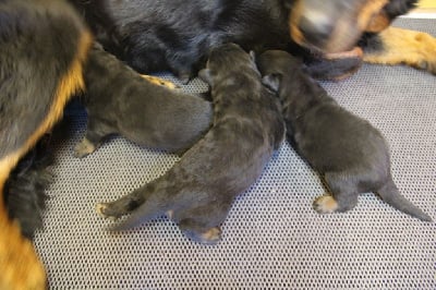 Les chiots de Berger de Beauce
