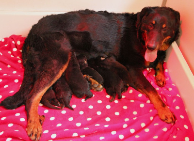Les chiots de Berger de Beauce