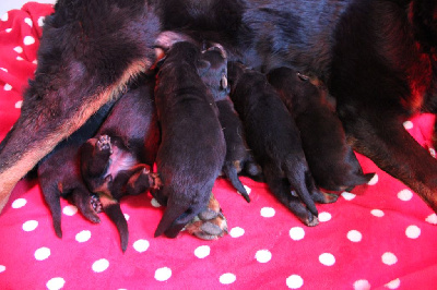 Les chiots de Berger de Beauce