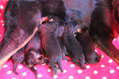 Les chiots de Berger de Beauce