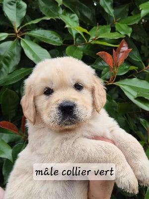 Les chiots de Golden Retriever