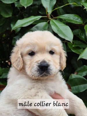 Les chiots de Golden Retriever
