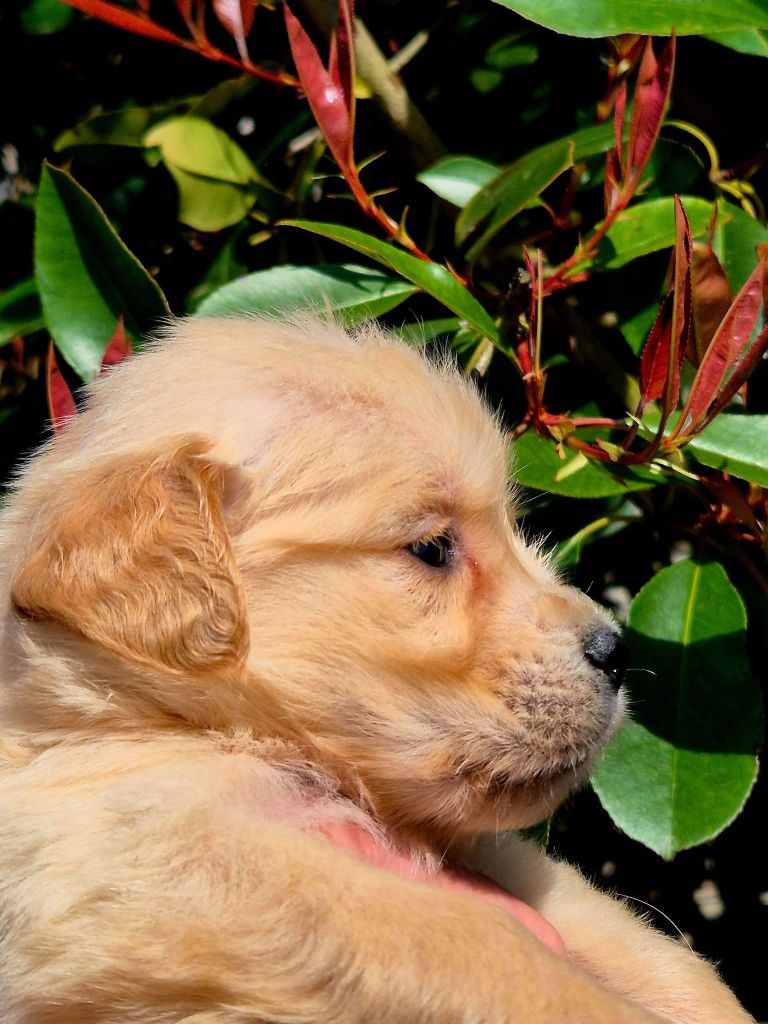 mâle collier bleu - Golden Retriever