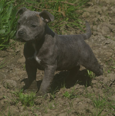 Les chiots de Staffordshire Bull Terrier