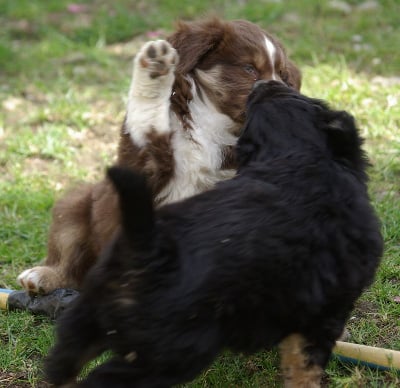 Les chiots de Berger Américain Miniature