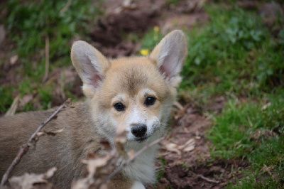 Les chiots de Welsh Corgi Pembroke