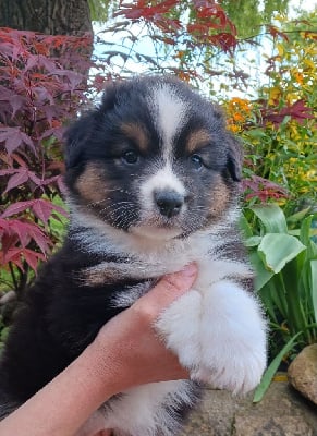 Les chiots de Berger Australien