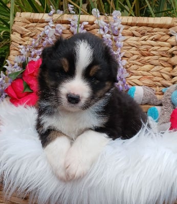 Les chiots de Berger Australien
