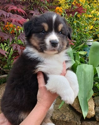 Les chiots de Berger Australien