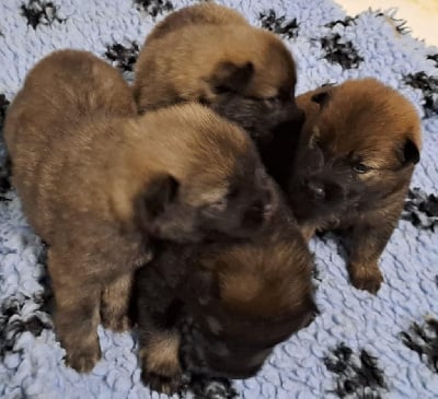 Les chiots de Eurasier