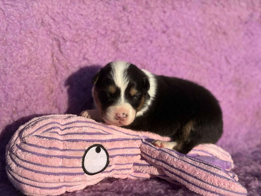 CHIOT 4 - Berger Australien