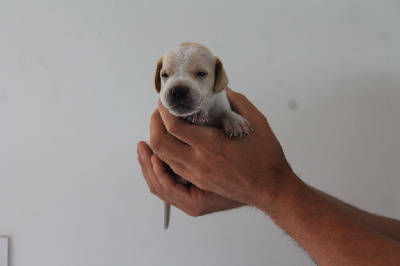 CHIOT - Pointer
