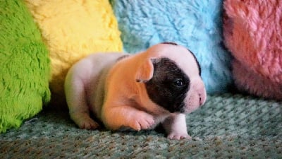 Les chiots de Bouledogue français