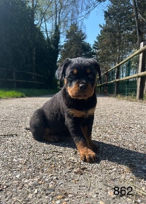 Les chiots de Rottweiler
