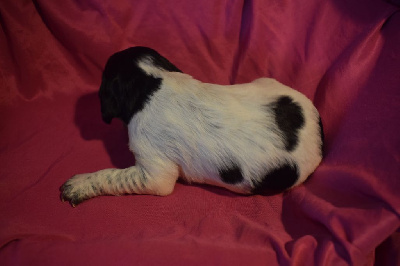 Les chiots de Epagneul Breton