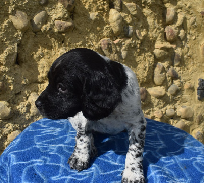 Les chiots de Epagneul Breton
