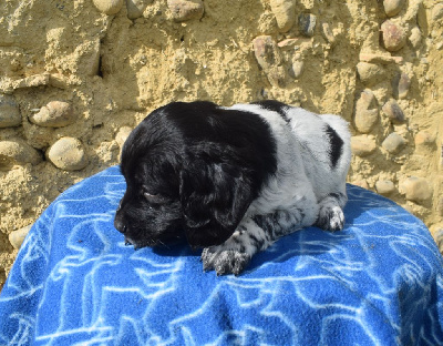 Les chiots de Epagneul Breton