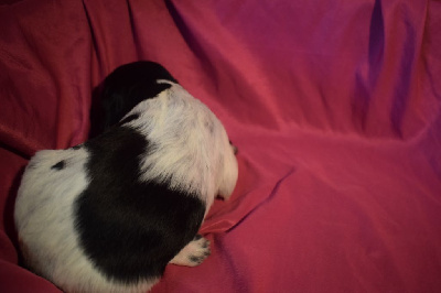 Les chiots de Epagneul Breton