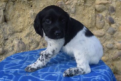 Les chiots de Epagneul Breton
