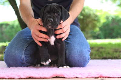 Les chiots de Dogue allemand