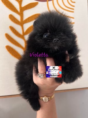 Violetta - Spitz allemand