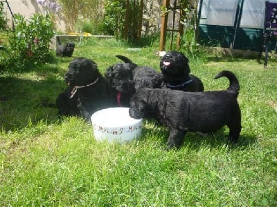 CHIOT 2 Virtuous - Terrier noir