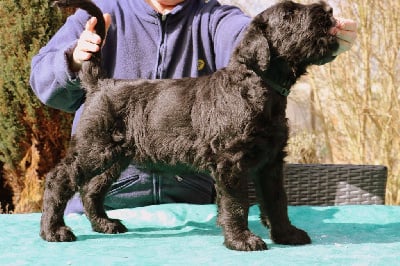 CHIOT 3 Veres - Terrier noir