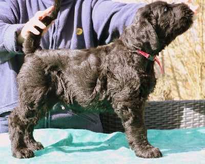 CHIOT 1 Vainqueur - Terrier noir