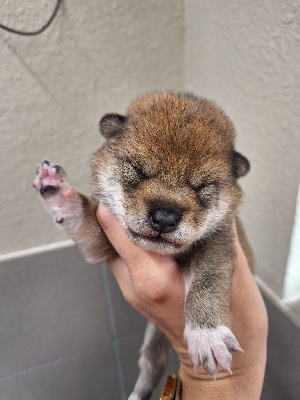 Les chiots de Shiba
